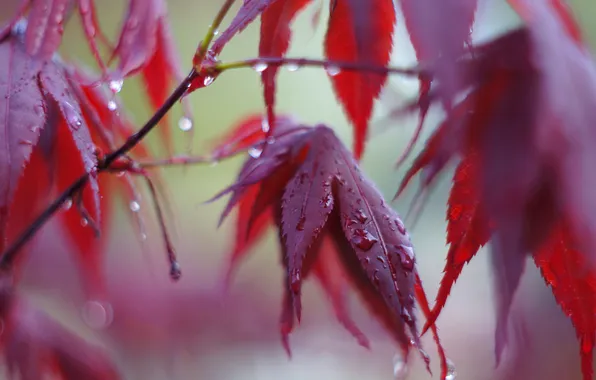 Осень, листья, вода, капли, дерево