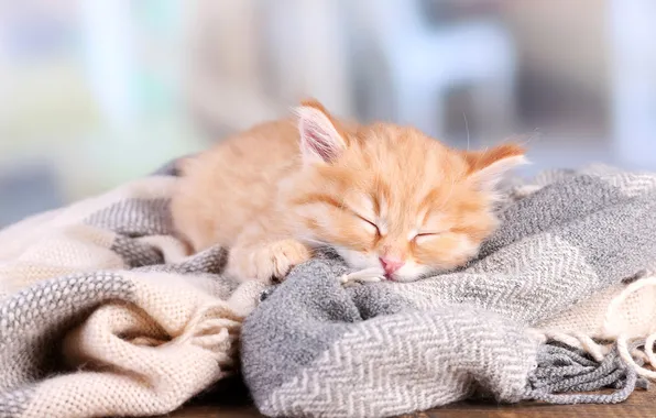 Кошка, поза, котенок, сон, рыжий, спит, мордашка