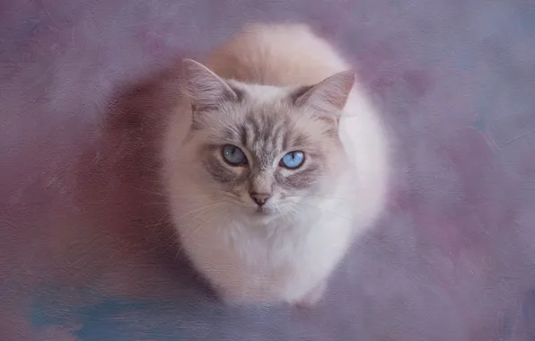 Кошка, глаза, кот, взгляд, морда, фон, портрет, обработка