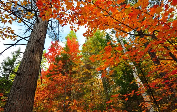 Картинка осень, лес, небо, листья, деревья, ствол
