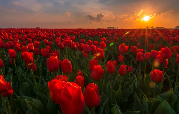 Поле, закат, цветы, тюльпаны, Нидерланды, бутоны, плантация