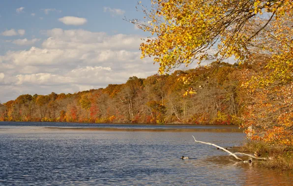 Картинка осень, лес, небо, листья, вода, облака, деревья, река