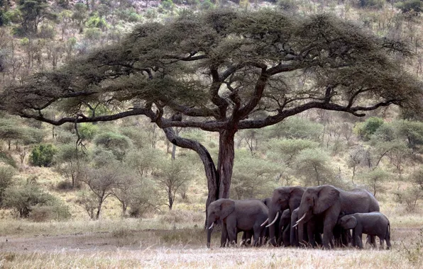 Картинка Tree, elephants, savanna