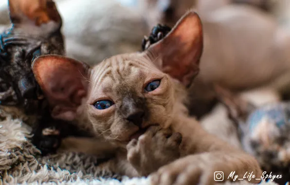 Котята, милота, Канадский сфинкс, сфинкс, sphynx, сфинксы, сфинкс котенок, sphynx cat