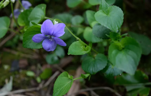 Листья, Leaves, Purple flower, Цветочек