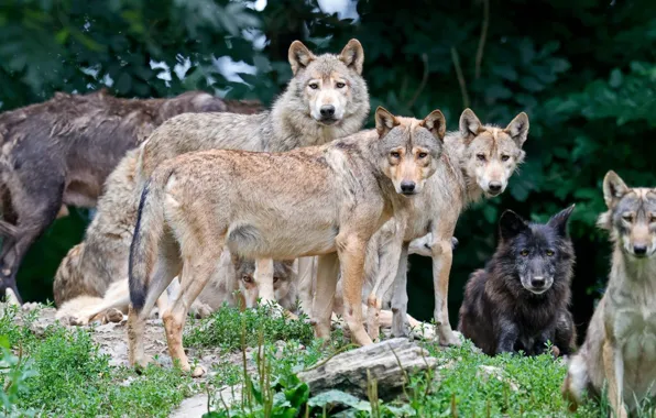 Картинка animals, snow, predators, wolfpack