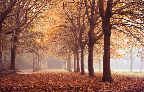 Картинка осень, листья, деревья, тишина, аллея
