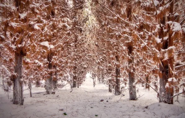 Картинка осень, снег, деревья