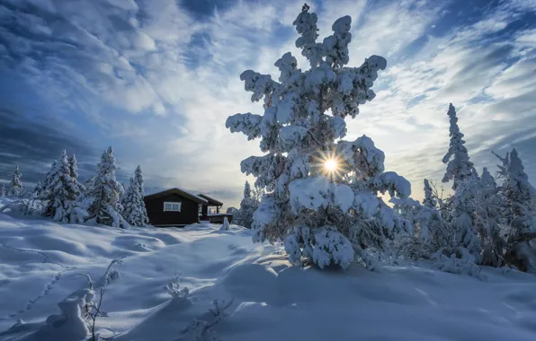Картинка зима, солнце, лучи, снег, деревья, пейзаж, природа, дома