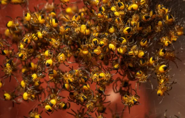 Картинка пауки, Araneus diadematus, Обыкновенный крестовик