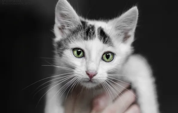 Кошка, взгляд, котейка, котенок, белый, котик, большие глаза, белая кошка