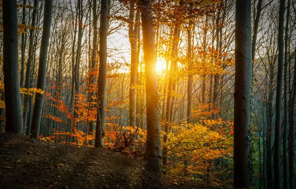 Осень, лес, листья, деревья, желтые, лучи солнца