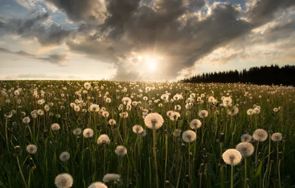 Картинка поле, лес, небо, солнце, облака, лучи, свет, цветы