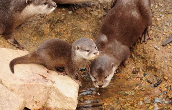 Nature, wildlife, family, otters