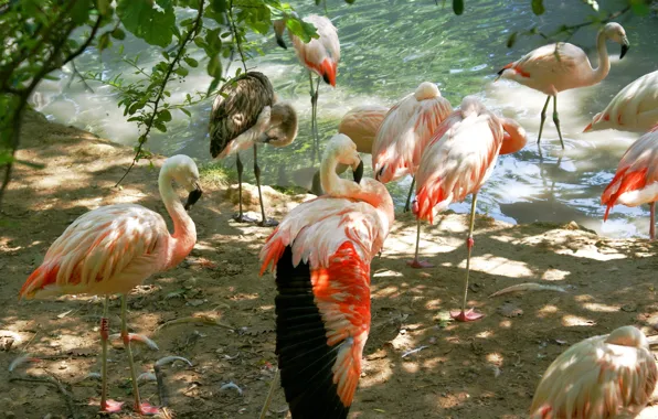 Животные, птицы, фото, фламинго