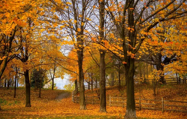 Осень, листья, деревья, природа, парк, фото, забор