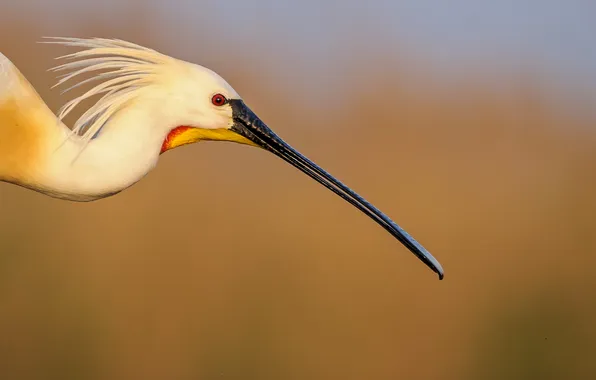 Картинка клюв, beak, large beak, Колпица, Spoonbill, большой клюв