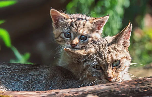 Кошка, кот, кошки, котенок, мама, дикие, лесной