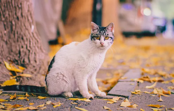 Грусть, осень, кошка, белый, кот, взгляд, город, дерево