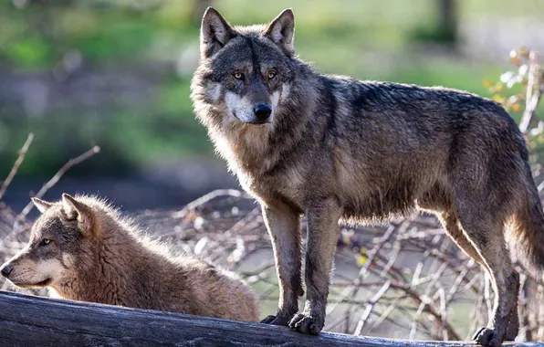 Nature, face, animal, wolf, wildlife, head, fur, mammal