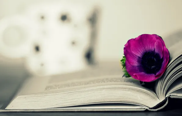 Цветок, фон, розовый, обои, книга, wallpaper, flower, разное