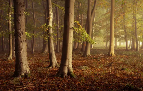 Autumn, leaves, fog, autumn colors, sunlight, mist, fall, foliage