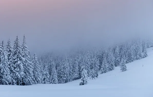 Зима, снег, деревья, пейзаж, елки, landscape, winter, snow