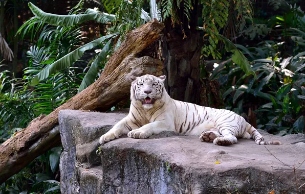 Картинка кошка, отдых, листва, камень, коряга, белый тигр