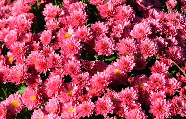 Flower, pink, garden, blooming, aster