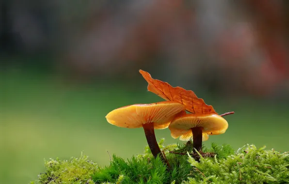 Картинка макро, фон, грибы, мох, листик