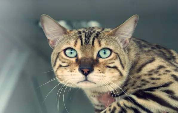Картинка кошка, глаза, усы, взгляд