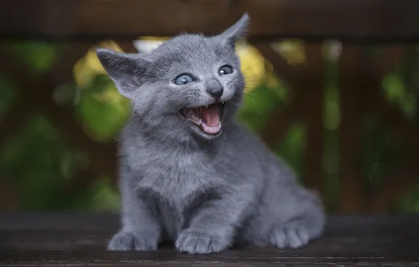 Кошка, взгляд, поза, котенок, доски, мордашка, сидит, выражение