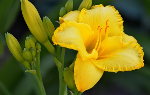 Макро, Лилия, Бутоны, Lily, Macro, Yellow lily, Жёлтая лилия