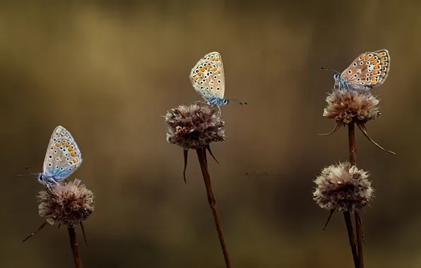 Бабочки, крылья, размытость, три, цветки