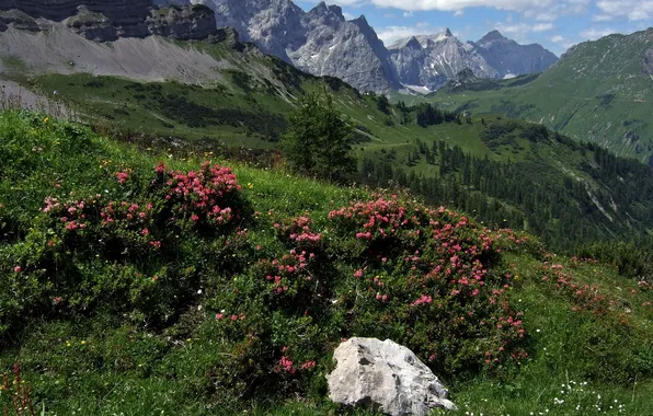 Картинка горы, камень, Австрия, Альпы, кусты, Austria, Alps, Карвендель