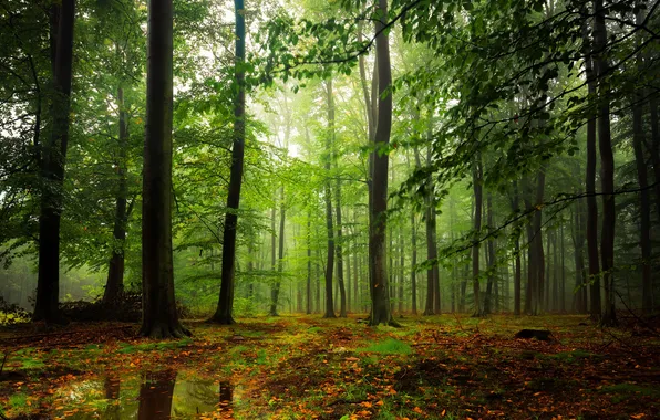 Картинка лес, листья, вода, деревья, туман