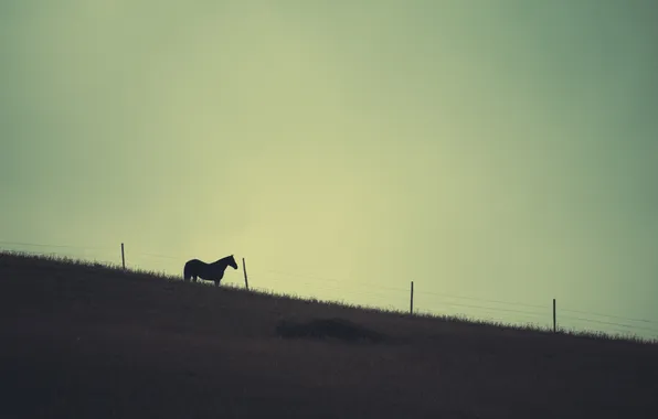 Картинка небо, лошадь, забор, фермы