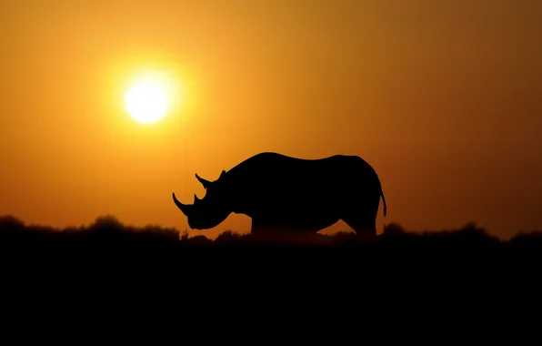 Картинка закат, природа, носорог