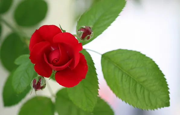 Flower, Rose, Rot