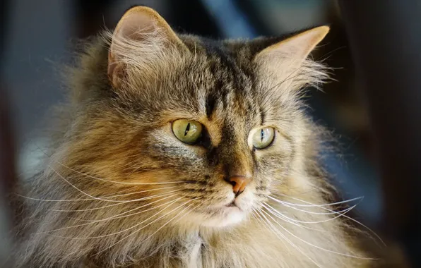 Кошка, кот, портрет, котэ