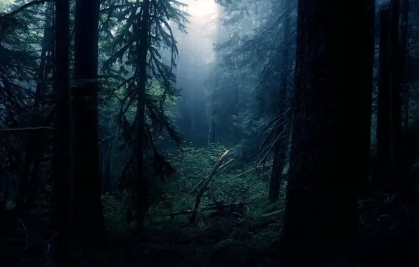 Картинка лес, свет, ночь