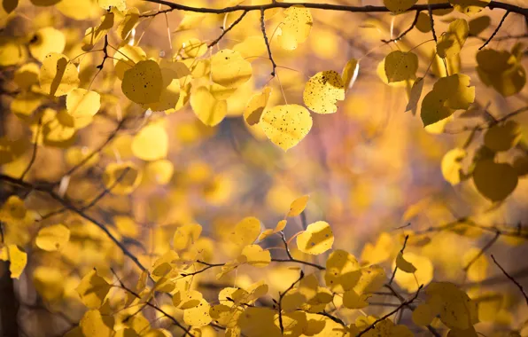 Осень, листья, ветки, осина