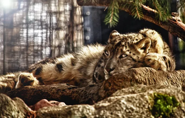 Лежит, Snow Leopard, ирбис, снежный леопард, фотошоп тюнинг
