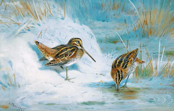 Зима, Трава, Снег, Птицы, Лед, Картина, Двое, Archibald Thorburn