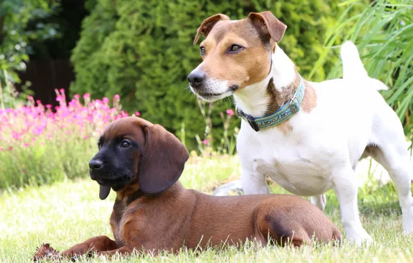 Картинка собаки, щенок, лужайка, Джек Рассел Терьер, Баварская горная гончая