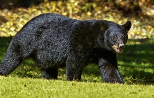 Картинка black, animal, wildlife, black bear, louisiana