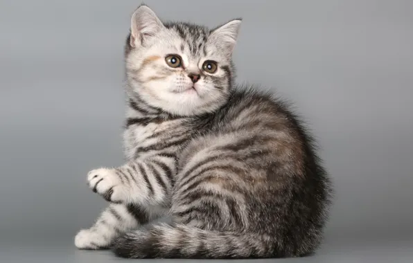 Картинка кот, котенок, кошечка, Британская короткошерстная