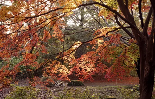 Картинка Дерево, Осень, Япония, Japan, Fall, Tree, Autumn, Colors