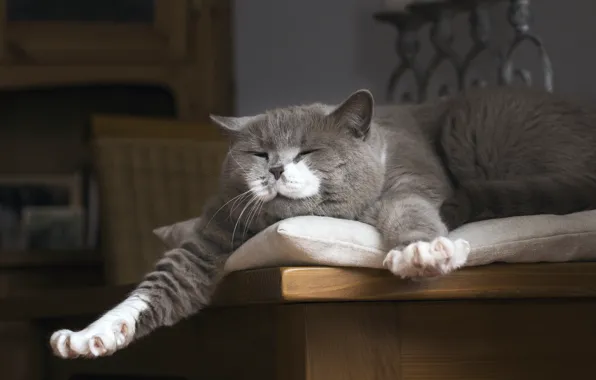Кошка, кот, морда, поза, комната, мебель, лапы, лежит