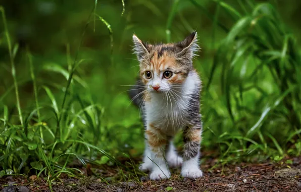 Кошка, лето, трава, взгляд, морда, природа, поза, котенок